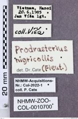 Etikette zu Drasterius nigricollis (NHMW-ZOO-COL-0010700)